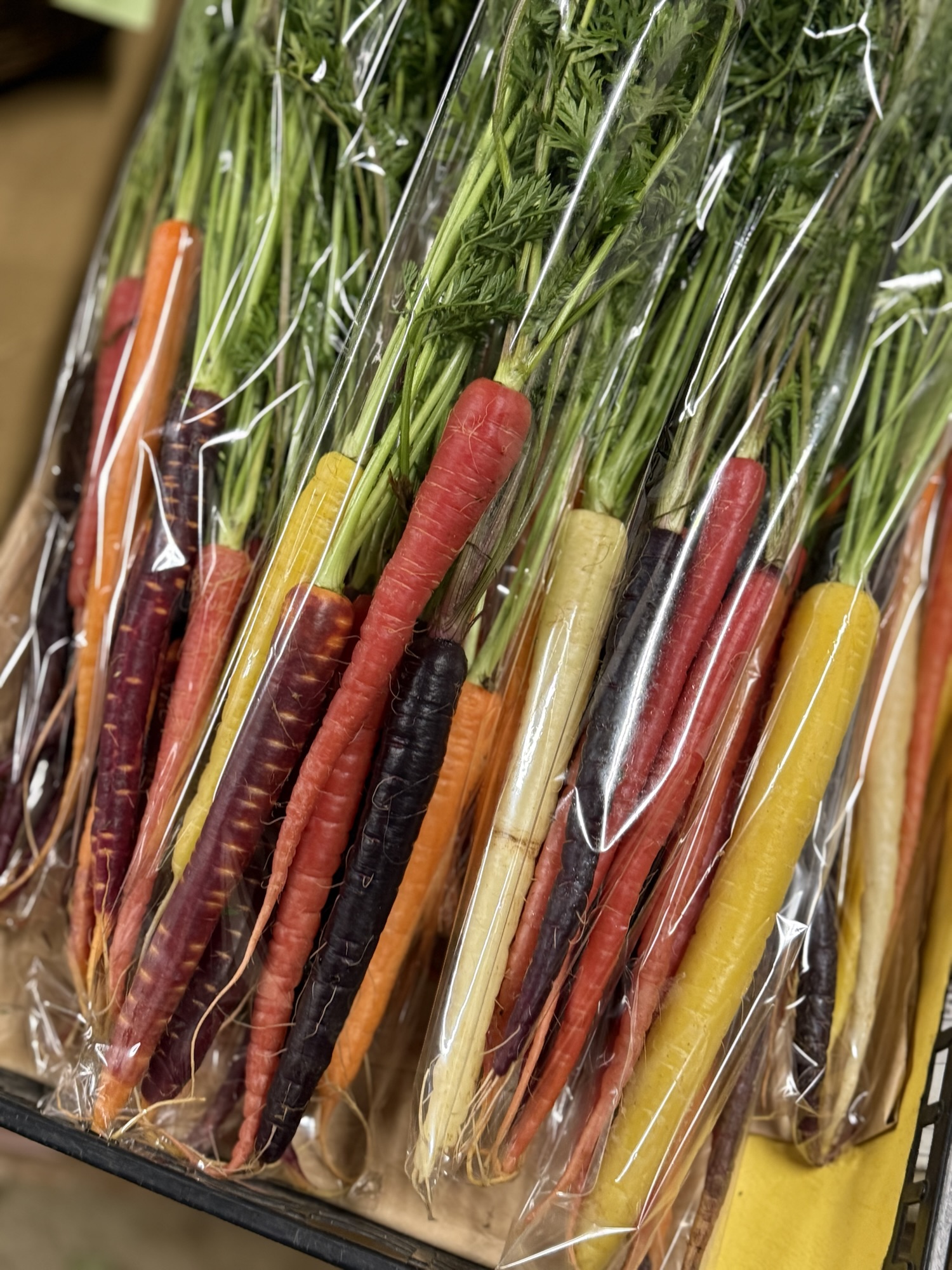 本年もよろしくお願いいたします。